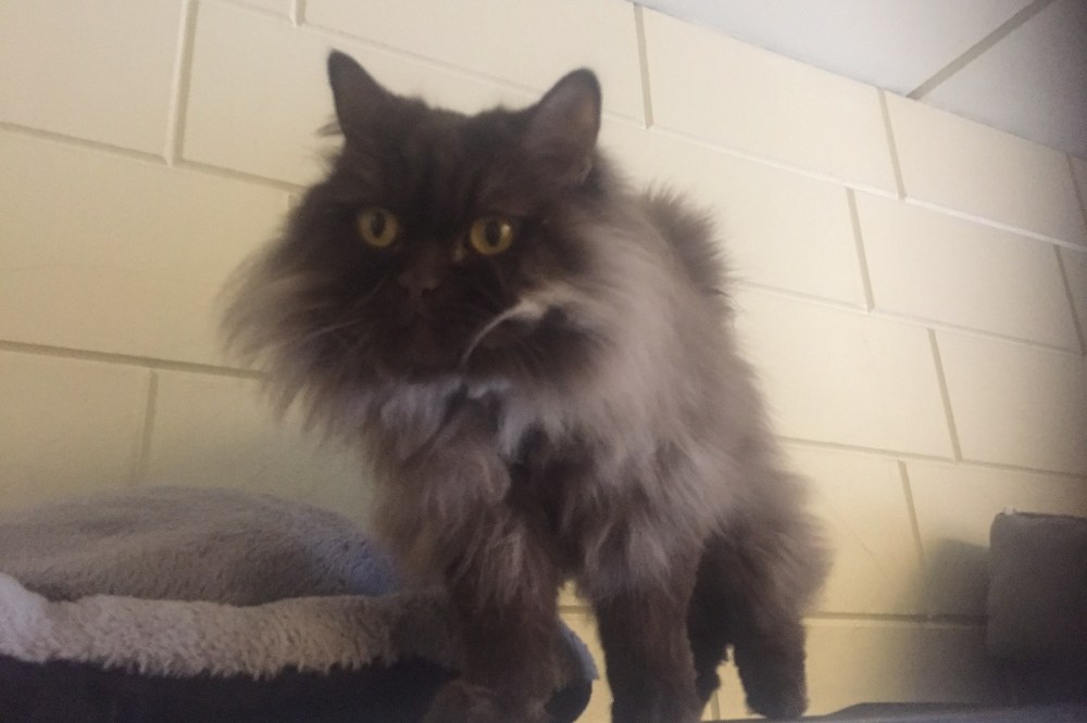 31958056_15336665910_r